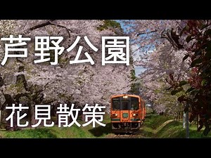 【芦野公園】桜のトンネル 津軽鉄道【青森県五所川原市】4K60P