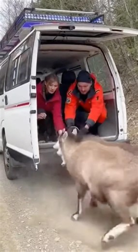 A Mother Goat’s Final Effort #wildlife #animals