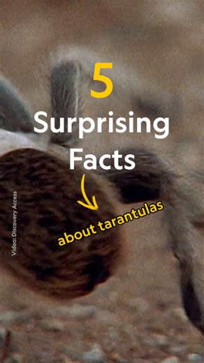 Dive into the life of one of nature’s most misunderstood predators—what’s your favorite tarantula fact? 🕷️ Read more at: https://on.natgeo.com/4nyStXd | National Geographic