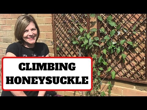 Climbing Honeysuckle (Lonicera Serotina)