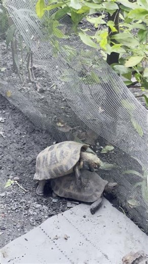 Tortoise Reproduction Explained – Rare Close-Up Footage 🌿