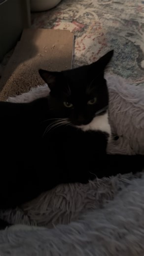 Willow taking her 4pm nap so she’s ready for her overnight shift of chaos #cats #tuxedocat #catsoftiktiok #sleepycat