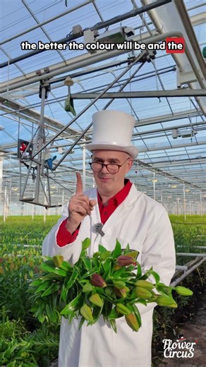 Cut #Lilies at THIS Stage for Better Color | Pro Florist Tip