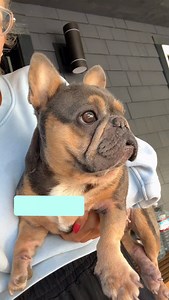 Haven’t heard this one yet! The sweet sounds of a delivery alert. 😂🥰🤓 Ok, Bev! | Pardon Thy French