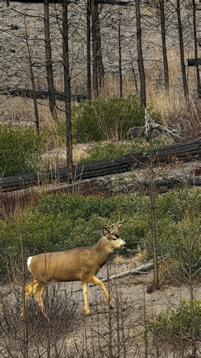 Canadian Hunt & Fish on Instagram: "Big buck coming in hot! On our final morning searching for a bull moose to fill my daughter’s LEH tag, we caught sight of movement nearly a kilometre away. A smaller 2x2 buck was intensely focused on something ahead of him, with a nearby doe keeping close. Moments later, the real excitement began—a wide, heavy-bodied buck emerged, and in a few short minutes we quickly realized he was a 4x3 shooter. Did we make a move on this deer? And would we be able to reloc