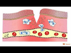 La réaction immunitaire