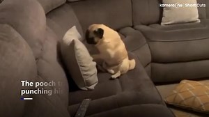 Boxing pug hailed as 'next Rocky Balboa'