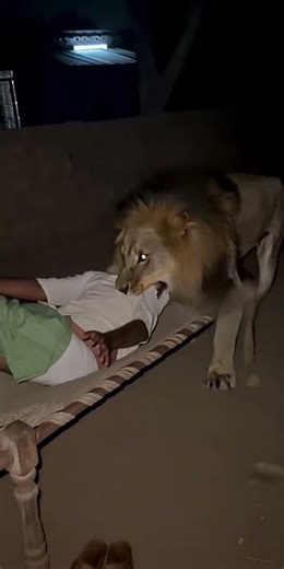 Lion Attack on Sleeping farmer
