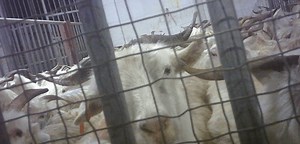 The Cruel Cashmere Industry - PETA UK