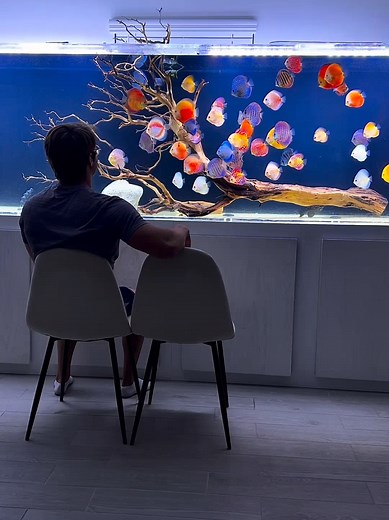 Very Nice Discus Fish Tank Showcase