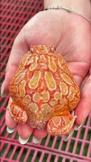 紅到不行的大草莓，還是一個小男生！ #草莓角蛙 #frog #角蛙 #婚姻墊 #hornedfrog