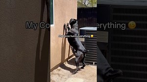 My giant Cane Corso dog is a natural-born hunter