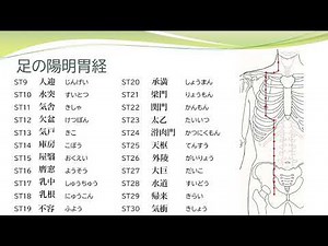 【経絡経穴を覚えよう】足の陽明胃経 名称 暗記用
