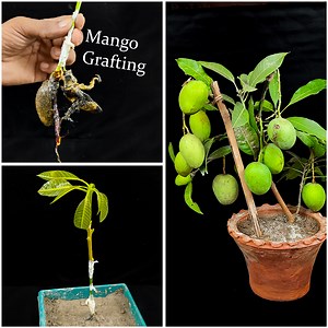 37K views · 407 reactions | How to propagate mango tree from small plant | Grafting idea mango tree grow fast success 100% | Rana Craft | Facebook