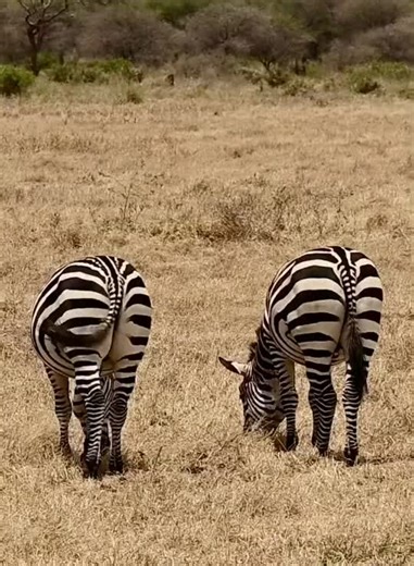 Mkama Tours to Tanzania Ltd on TikTok