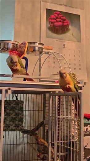 hold it #birds #eating #walnut