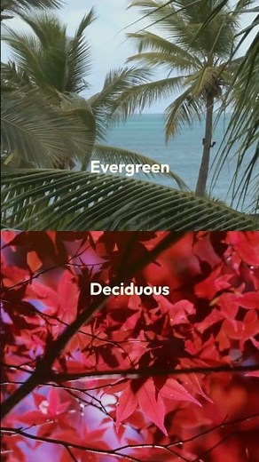 What are Evergreen vs. Deciduous Trees? #botony