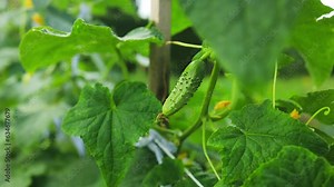 The growth and blooming of greenhouse cucumbers. the Bush cucumber on the trellis. Cucumbers vertical planting. Growing organic food. Cucumbers harvest.Cucumbers grow on a bed.