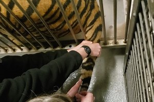 The Toronto Zoo on Reels