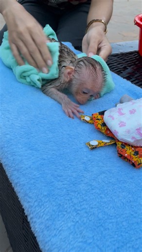 Mummy drying baby monkey with a soft towel 🐒💖 #monkey #PetRehoming #pet #MonkeyLife #cute #animals | Monkey Loader