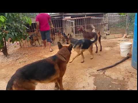 Pure bred Dogs Jamaica