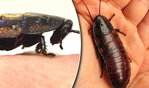 Cockroach infestation on Pakistan International Airlines plane