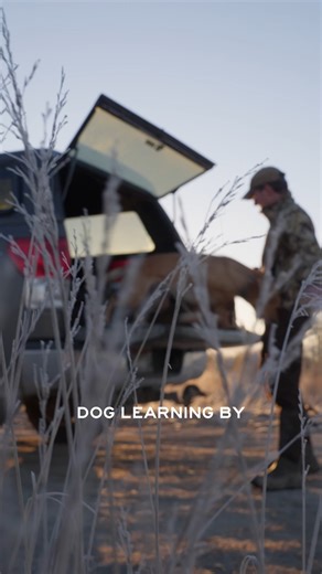Bumpers might look like toys, but they’re one of the best tools out there for building drive, tightening up retrieves, and keeping a dog sharp where it counts—in the field. The first episode of Dog EDU is live: https://youtu.be/7fMJebgcmo8?si=Eaz8ilJHwpQyrGbr | MeatEater