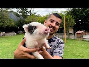 The reality of the MINI PIGS they HIDE from you