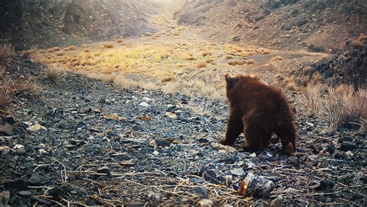 “World’s Rarest Bear” Captured On Camera In Mongolian Desert – With A Baby!