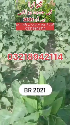 #guar #guar_cultivation #guar_uses #guar_in_pakistan #guar_gum #guar_forage #guwara #clusterbean #Guarcrop #گوارا #گوار #careagroservices | 𝗞𝗜𝗦𝗔𝗡 𝗖𝗔𝗥𝗘