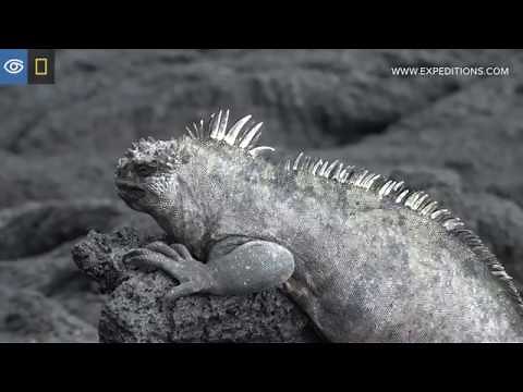 Head Nodding Marine Iguanas | Galápagos | Lindblad Expeditions-National Geographic