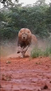 Majestic Lion Running in the Wild 🦁🔥 | Powerful Animal Video"