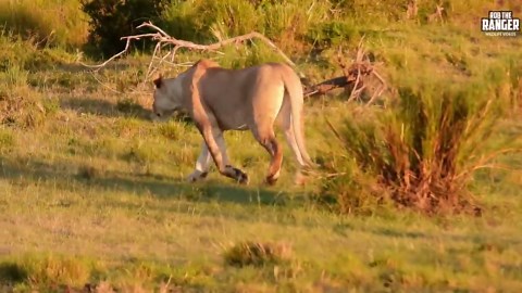 These Relentless Lions Stalk Their Latest Prey—A Stunning Giraffe