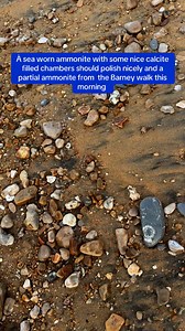 28K views · 578 reactions | This morning dog walk along the Dorset Jurassic coast Spotted this beach worn ammonite with calcite filled chambers If I get some time tomorrow I might polish it | Charmouth Fossils | Facebook