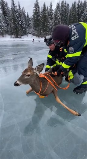 A helpless deer was spotted struggling on the thin frozen surface of Loon Lake in Washington. Trapped, exhausted, and unable to stand, the frightened animal fought desperately to survive as the ice cracked beneath its legs. Brave rescue workers carefully approached with ropes and patience, risking their own safety to save a life. With calm voices and gentle hands, they guided the deer back to solid ground. In the end, the exhausted animal stood up and slowly walked back into the wild—safe at las