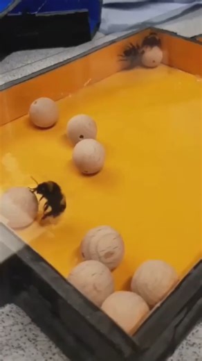 Lab-kept bumble bees roll small wooden balls around for no apparent purpose other than fun, a 2022 study reveals. Learn more on #WorldBeeDay: https://scim.ag/40fxoa9 | Science