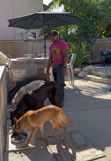 Boost Your Dog's Coat with Omega Oil
