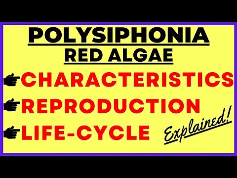 Red Algae Polysiphonia Life Cycle |Structure, Characteristics, Reproduction, Gametophyte, Sporophyte
