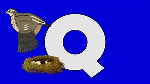 Letter Q Quail (foreground)	Animated Animal Stock Footage SBV-307874012 - Storyblocks