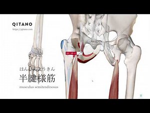 半腱様筋の解剖学図｜musculus semitendinosus｜筋肉辞典#95