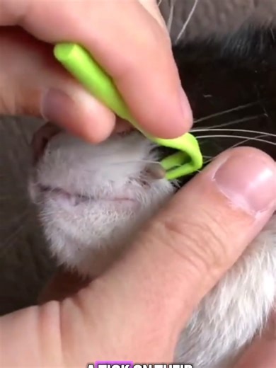 How to Safely Remove Ticks from Your Cat