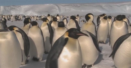 Emperor penguin, Antarctic fur seal classified as endangered under new assessment