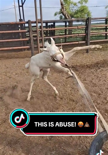 I don’t normally post videos like this but maybe it’s the motherly instinct in me that got me furious watching this video. I’m not showing a comparison video to show off my skills or say I’m better or know it all. I’m showing this to prove to people this can be done slowly AND properly so STOP making excuses for ABUSE! You don’t HARD TIE a baby and expect it to figure it out. And for those who wanna argue otherwise, you don’t wanna go down that rabbit hole with me. Consider this a warning. Bc I’