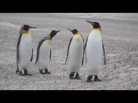 Dancing Penguins