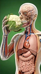 The Digestive Journey of Cauliflower (3D Animation) 👨‍⚕️#shorts #3DAnimation