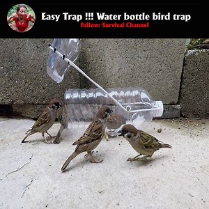 50K views · 517 reactions | Easy Trap !!! Water bottle bird trap #Survivalchanel #skills #trap | Survival Channel | Facebook