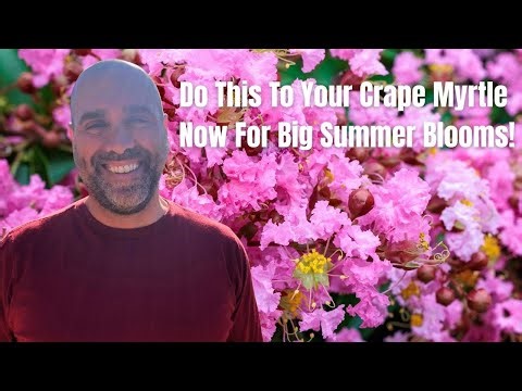 How to Prune Your Crape Myrtles the Right Way for Big Summer Blooms