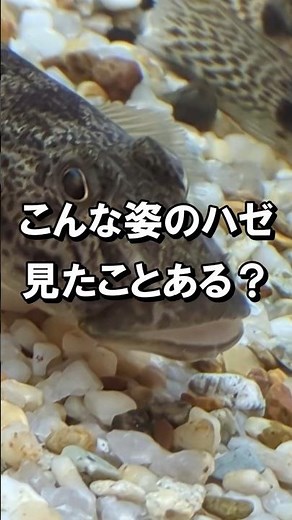 とても人間くさいハゼ ２０２５年１１月２２日-２４日 #ハゼ釣り #鯊 #真鯊 #ハゼ #マハゼ #釣り #多摩川 #東京 #大田区 #江戸 #shorts