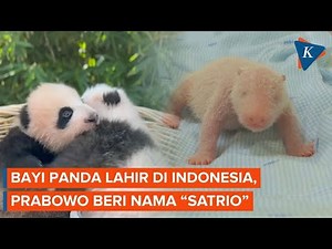 Penampakan Bayi Panda Pertama yang Lahir di Indonesia, Dinamai Satrio oleh Prabowo