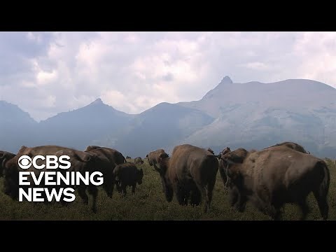 Blackfeet tribe returns buffalo to American west